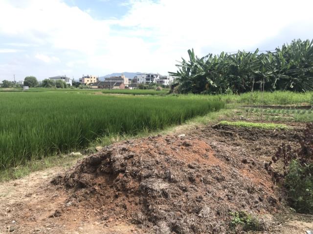 外埔農地-2