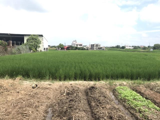 外埔農地-3