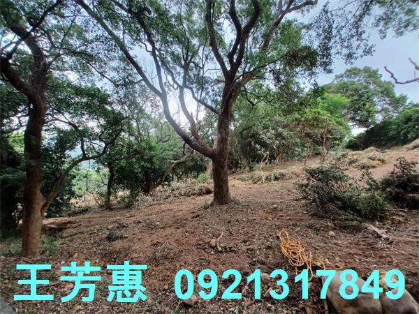 苗栗農地-4