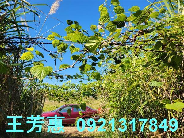 苗栗農地-9