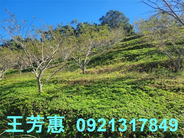 苗栗農地-10