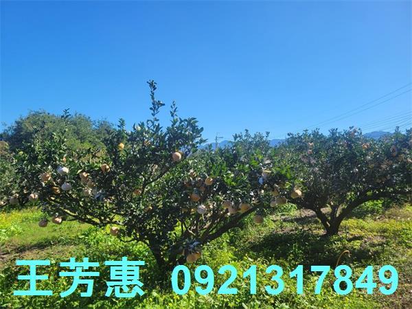 苗栗農地-1