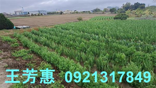 台中農地-0