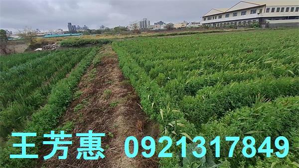 台中農地-1