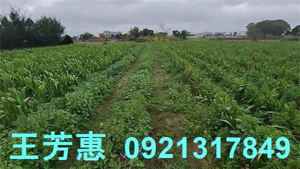 台中農地-3