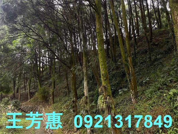 台中東勢農地-9