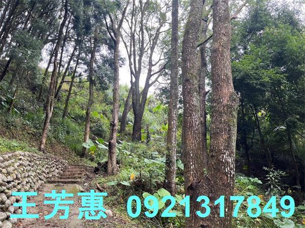 台中東勢農地-3