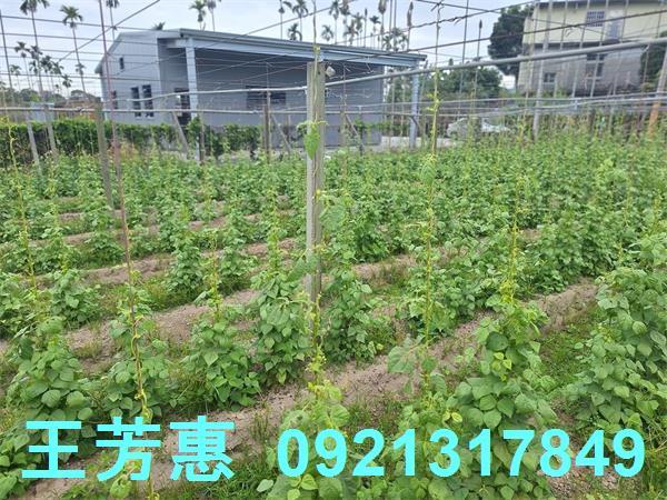 台中石岡農地-0