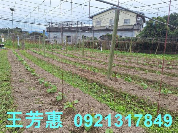 台中石岡農地-5