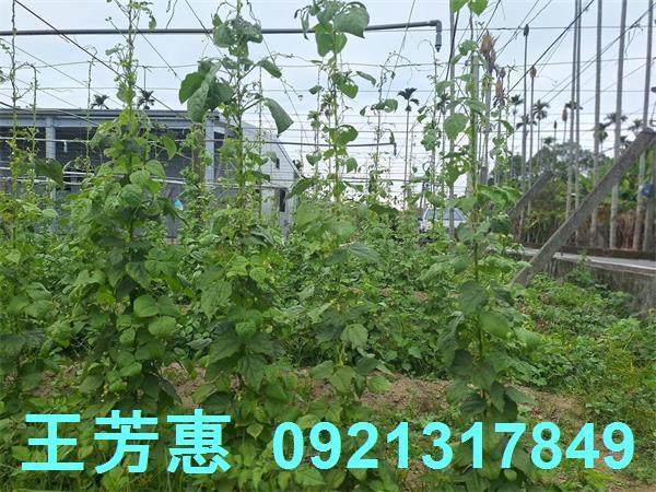 台中石岡農地-6