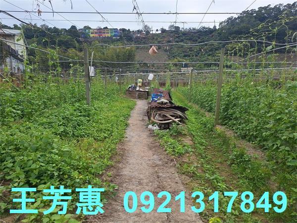 台中石岡農地-8