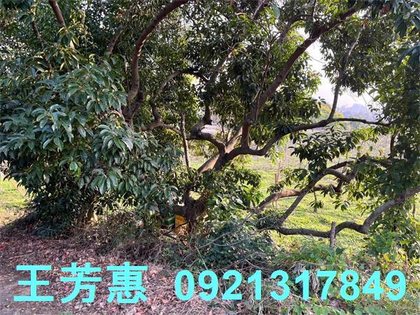 台中后里農地-13