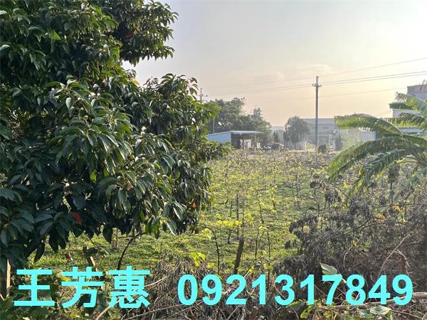 台中后里農地-4