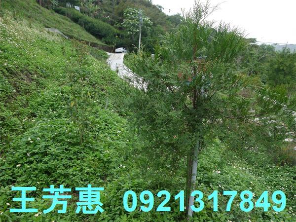 台中東勢農地-9