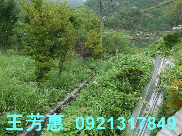 台中東勢農地-4