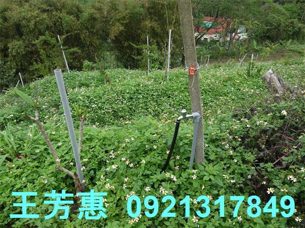 台中東勢農地-7
