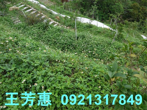 台中東勢農地-8