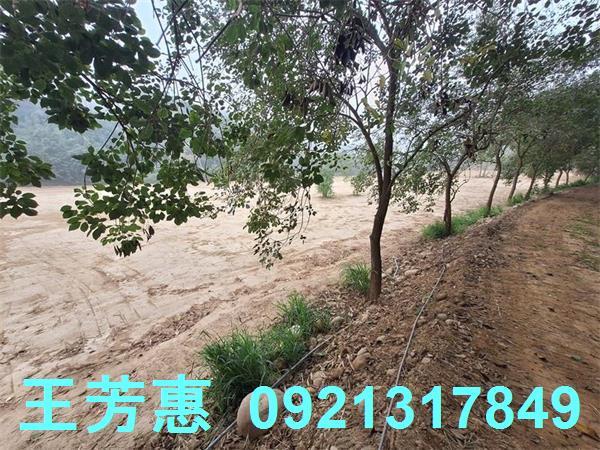 苗栗苑裡農地-9