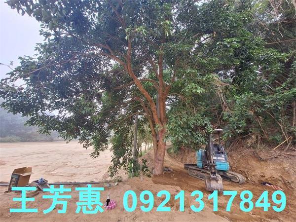 苗栗苑裡農地-10
