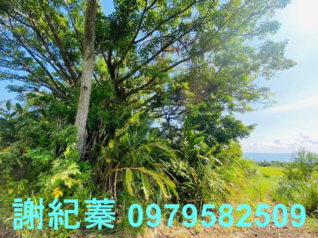 長濱農地-1