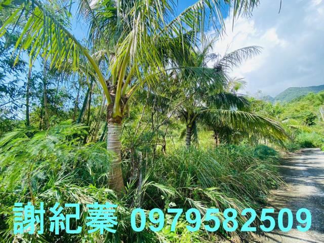 長濱農地-3